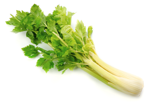 Celery Utah seed library at the Wood Dale Public Library