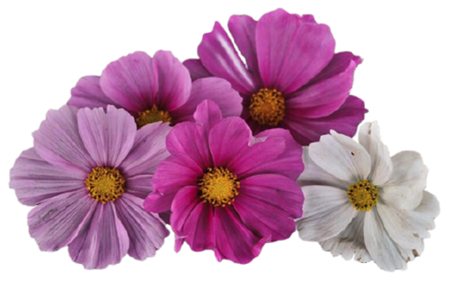 Cosmos Sensation seed library at the Wood Dale Public Library