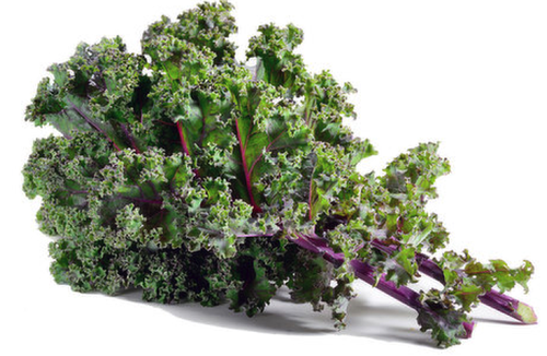 Kale "Red Russian" seed library