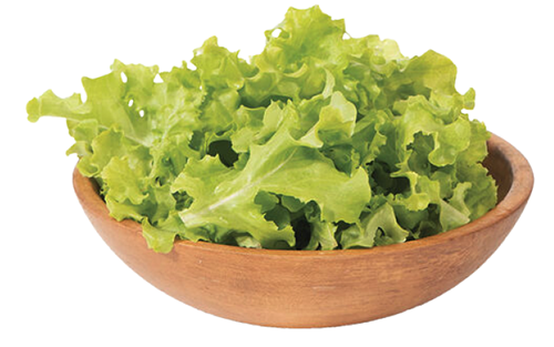 Lettuce Green Salad Bowl seed library