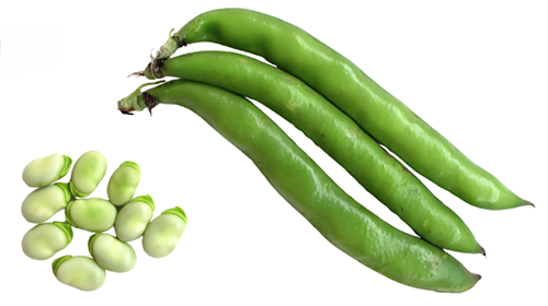 Lima Bean "Henderson" seed library
