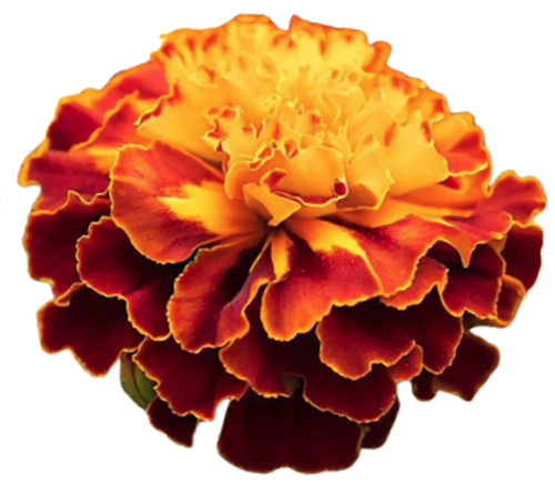 Marigold (French) "Sparky Mix" seed library