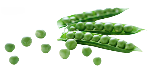 Snap Pea "Sugar Ann" seed library