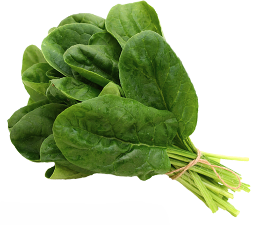 Spinach "Bloomsdale-Savory" seed library
