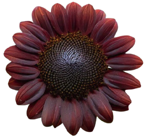 Sunflower "Chocolate Cherry" seed library