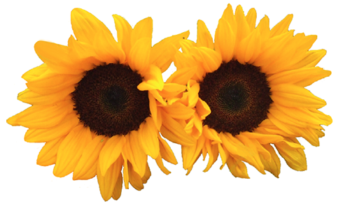 Sunflower "Mammoth" seed library