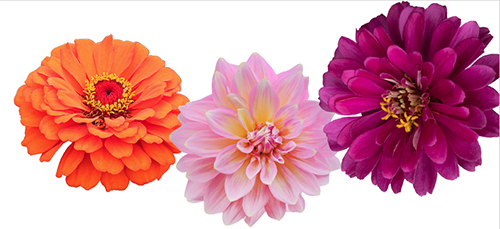 Zinnia "Dahlia Flowered Mix" seed library