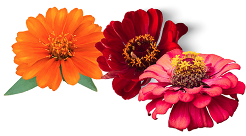 Zinnia "Thumbelina" seed library