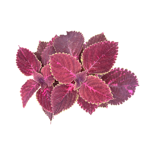 Coleus “Rainbow Mix” seed library at the Wood Dale Public Library