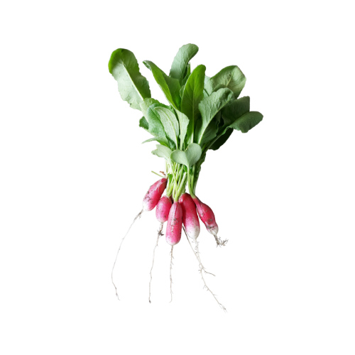 Radish "French Breakfast" seed library at the Wood Dale Public Library