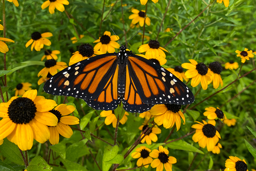 Monarch butterfly on Black-Eyed Susan flower