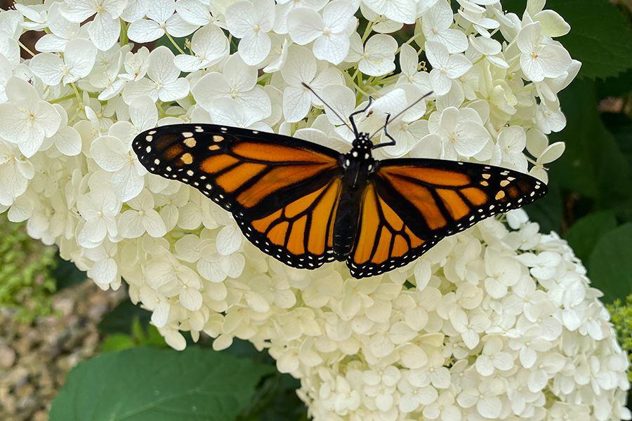 Monarch on Hydrangea flower