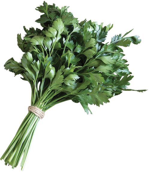 A bunch of Italian Giant parsley bundled together with a rubber band.