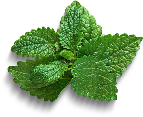 Fresh green leaves of lemon balm