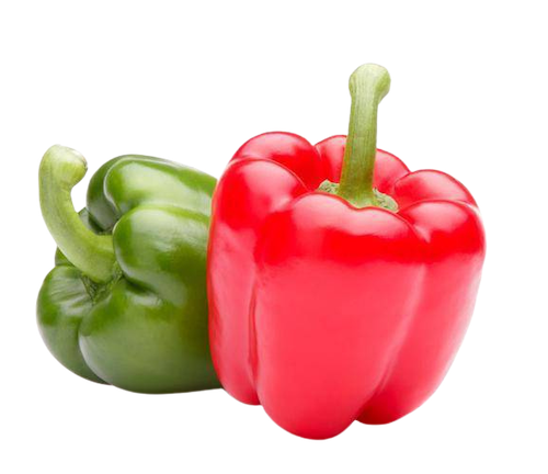 Two plump bell peppers: one red, one green.