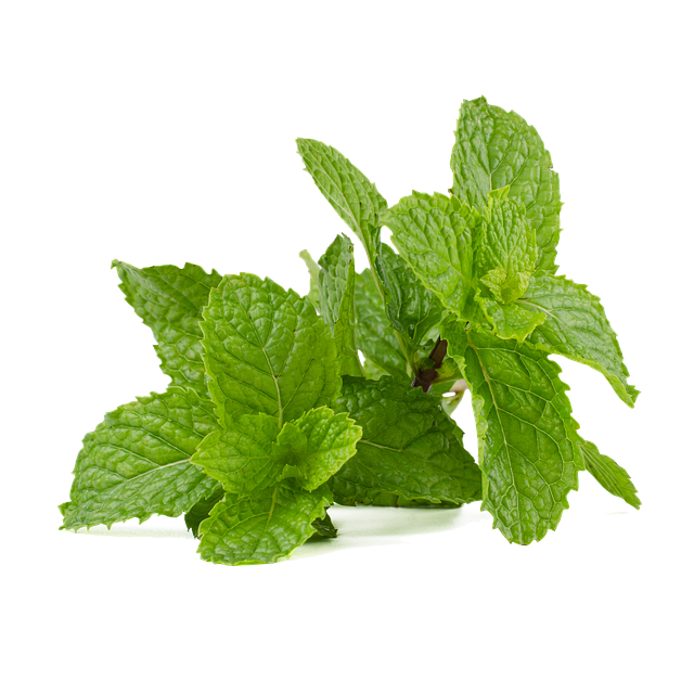 Fresh peppermint leaves