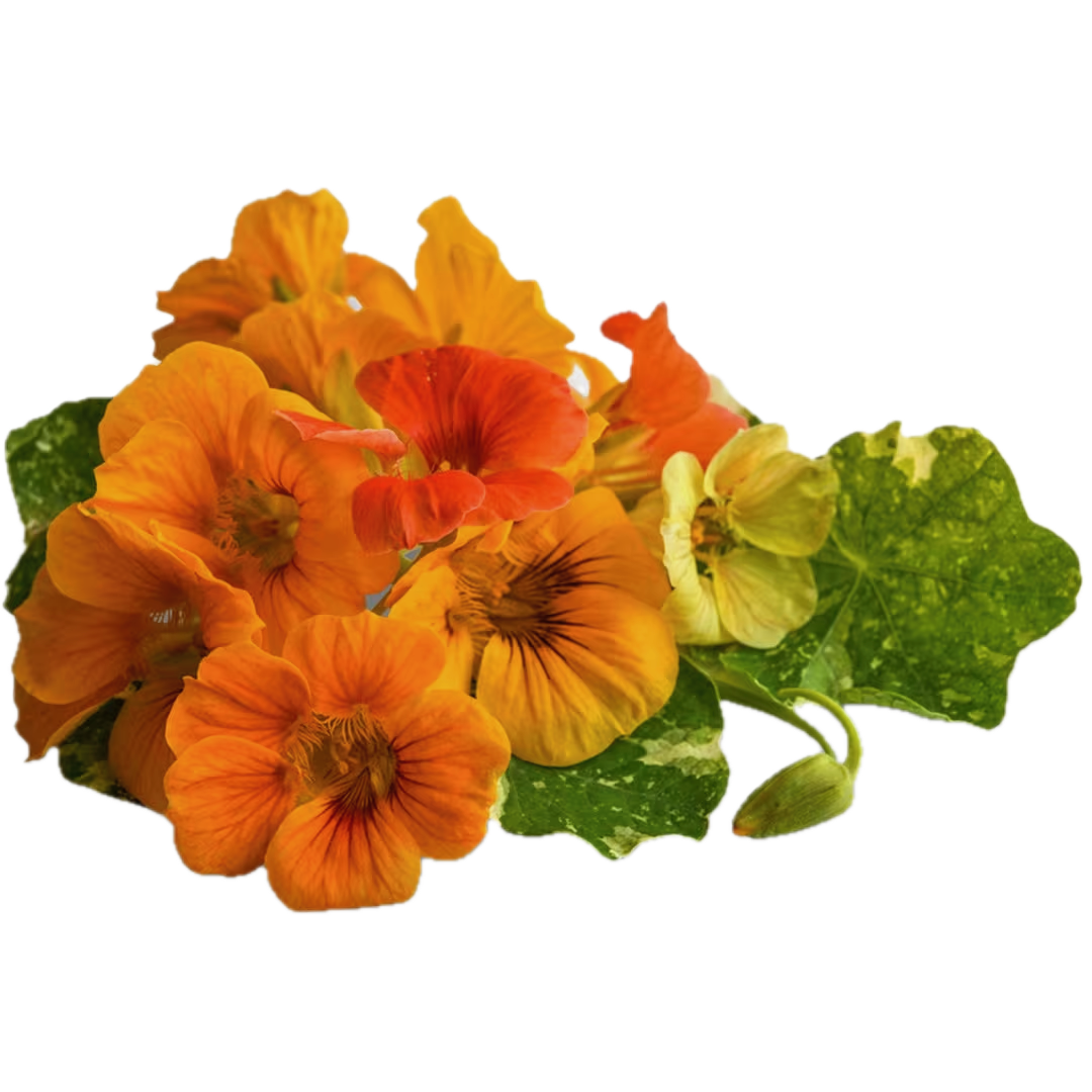 A cluster of yellow, orange, and red flowers with green foliage.