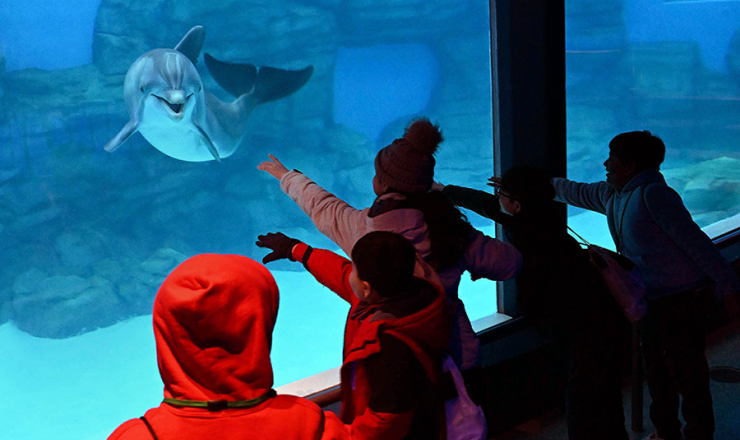 Group of children looking at a dolphin at the Brookfield Zoo aquarium