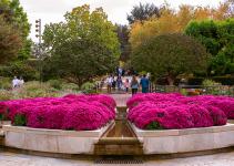 Chicago Botanic Garden museum pass photo of pink flower garden with trees and people in the background