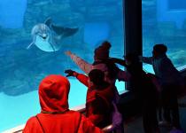 Brookfield Zoo (Museum Adventure Pass)