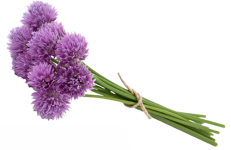 Chives "Common" seed library