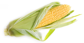 Corn "Pearls & Gold" seed library