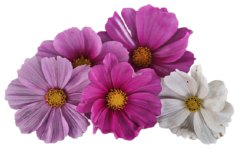 Cosmos Sensation seed library at the Wood Dale Public Library