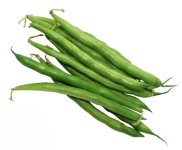 Garden Bean "Kitchen King" seed library