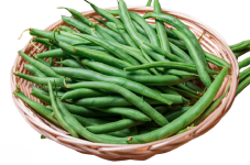 Green Bean "Provider Bush Bean" seed library