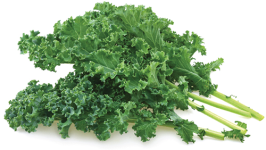 Kale "Dwarf Blue Curled Scotch" seed library