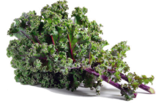 Kale "Red Russian" seed library