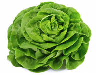 Lettuce Buttercrunch seed library
