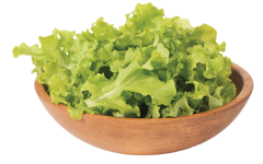 Lettuce Green Salad Bowl seed library