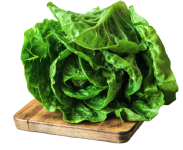 Lettuce "Jericho" seed library