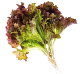 Lettuce "Lolla Rosa" seed library