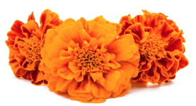 Marigold "Crackerjack Mixed Colors" seed library