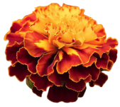 Marigold (French) "Sparky Mix" seed library