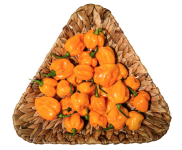 Pepper "Habanero Orange" seed library