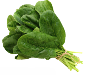 Spinach "Bloomsdale-Savory" seed library
