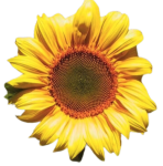 Sunflower "Giant Grey Striped" seed library