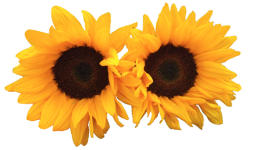 Sunflower "Mammoth" seed library