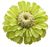 Zinnia "Envy" seed library
