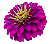 Zinnia "Purple Prince" seed library