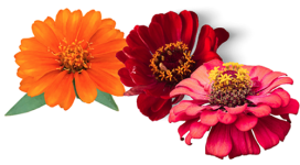 Zinnia "Thumbelina" seed library