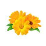Calendual "Pacific Beauty Mix" seed library at the Wood Dale Public Library