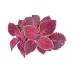 Coleus “Rainbow Mix” seed library at the Wood Dale Public Library