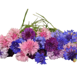 Cornflower "Tall Mixed" seed library at the Wood Dale Public Library