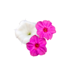 Four O'Clock Mix flowers seed library at the Wood Dale Public Library