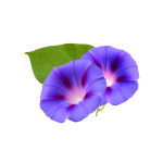 Morning Glory "Grandpa Ot" flowers seed library at the Wood Dale Public Library