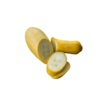 Summer Squash seed library at the Wood Dale Public Library